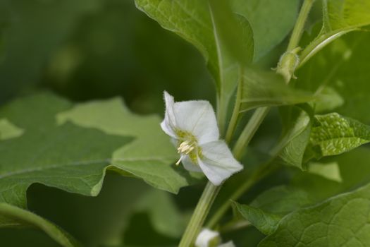 Bladder cherry flower - Latin name - Physalis alkekengi