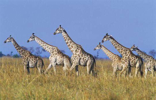 Group of maasai giraffes (giraffa camelopardalus)