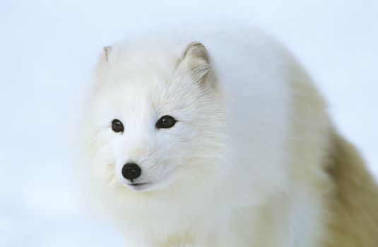 Arctic Fox in snow close-up