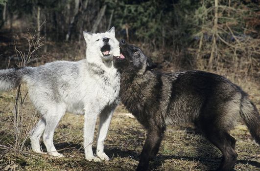 Two wolves playing near forest