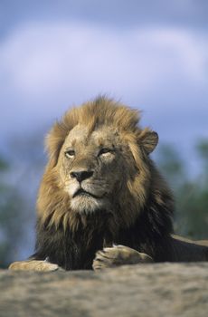 Lion resting