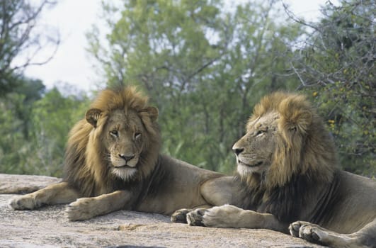 Two male lions lying on rock