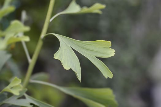 Ginkgo Fastigiata leaves - Latin name - Ginkgo biloba Fastigiata