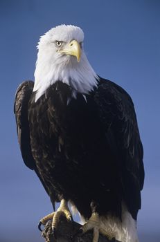 Alert bald eagle