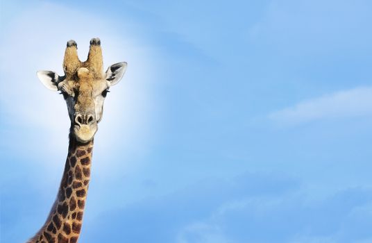 Maasai giraffe (giraffa camelopardalus) against blue sky