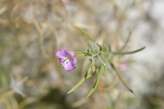 Great hairy willowherb pink flowers - Latin name - Epilobium hirsutum