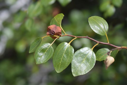 Christs thorn branch - Latin name - Paliurus spina-christi