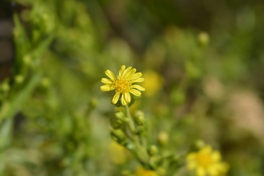 Sticky aster yellow flowers - Latin name - Dittrichia viscosa