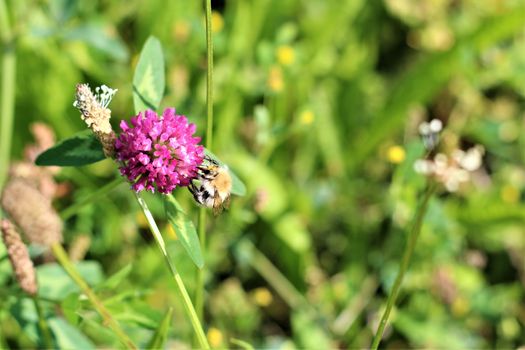 Close up of a bee sucking nectar from a red clover blossom