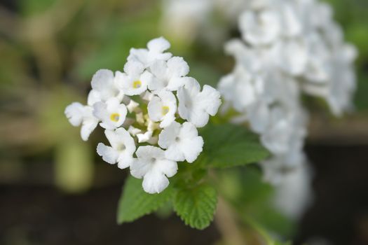 Trailing lantana - Latin name - Lantana montevidensis (Lantana sellowiana)