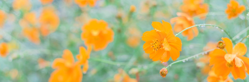 Panorama view blossom Cosmos sulphureus or yellow sulfur cosmos with water drops at community garden near Dallas, Texas, America. Blooming flowers with buds and rain drops on long stem