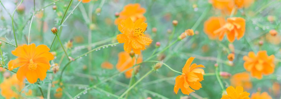 Panorama view blossom Cosmos sulphureus or yellow sulfur cosmos with water drops at community garden near Dallas, Texas, America. Blooming flowers with buds and rain drops on long stem
