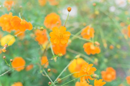 Blossom Cosmos sulphureus or yellow sulfur cosmos with water drops at community garden near Dallas, Texas, America. Blooming flowers with buds and rain drops on long stem