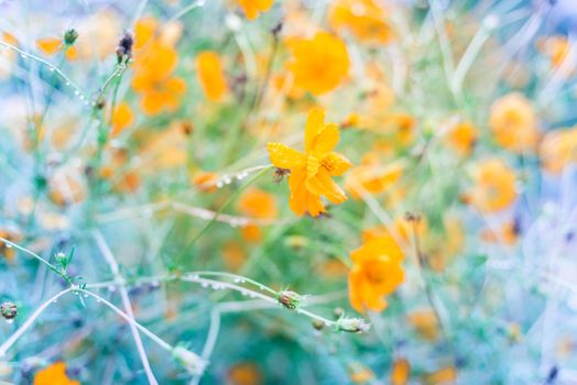 Blossom Cosmos sulphureus or yellow sulfur cosmos with water drops at community garden near Dallas, Texas, America. Blooming flowers with buds and rain drops on long stem