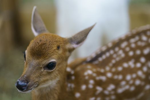 Close-up of a young deer, wildlife and animals.