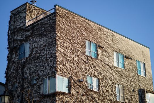 Vertical garden building with climbing plants on wall.