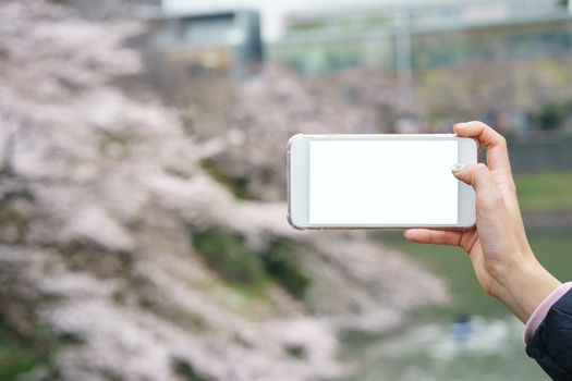 Woman hand holding mobile phone with blank white screen mockup on Japanese cherry blossoms or sakura view .