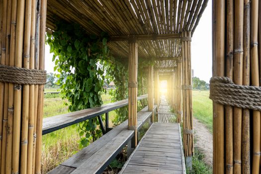 Bamboo tunnel and bridge walk way to the rice field with golden sunlight.