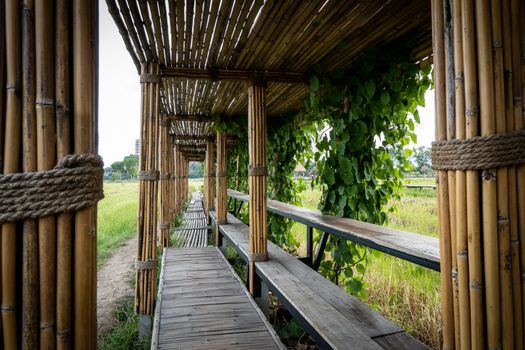 Bamboo tunnel and bridge walk way to the rice field.