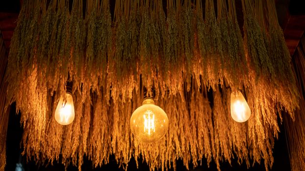Dried rice with edison light bulbs hanging for interior decoration.