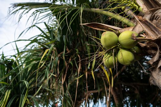 Detail of ripe coconuts on Coconut palm tree with cloud and sky.