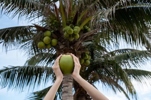 Palm tree with ripe coconuts, coconut bunch on a palm tree.