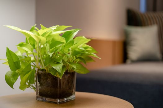 Close up of plant inside glass pot with on table.