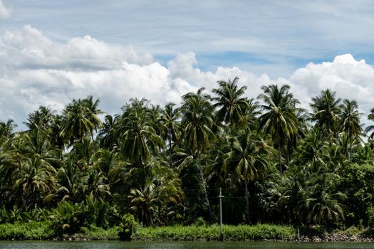 Tropical summer, Coconut palm trees garden with cloud and blue sky.