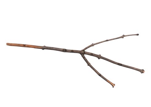 Single dry tree branch, isolated on white background. Stick tree branch from nature for design.