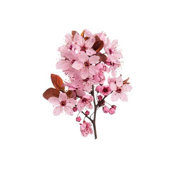 Blossoming branch with pink Cherry blossom flowers. Single spring tree branch with flowers and buds, isolated on white background. Stick tree branch from nature for design.