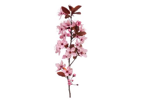 Blossoming branch with pink Cherry blossom flowers. Single spring tree branch with flowers and buds, isolated on white background. Stick tree branch from nature for design.