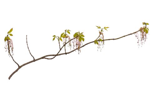 Blossoming branch with flowers. Single spring tree branch with flowers and buds, isolated on white background. Stick tree branch from nature for design.