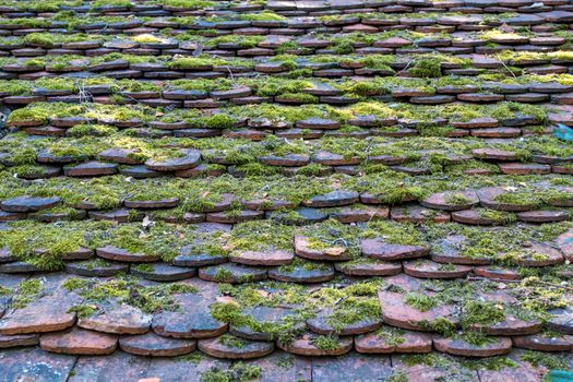 Old roof tiles overgrown with green moss as background.