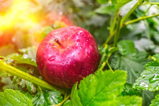 A red apple, falling from a tree, lies on the bushes wet after the rain