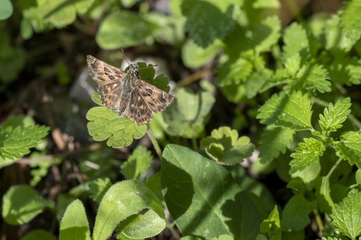 carcharodus alceae butterfly on vegetation in summer season