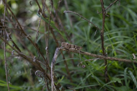 an oedipoda caerulescens on vegetation in the summer period