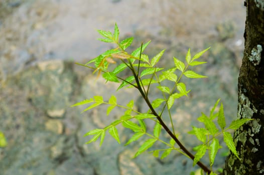 Falling Monsoon Rain on Green Neem Tree Plant leaf. Raindrop on leaves picture. Beautiful rainy season, water drop on green leaf nature background. Close up.