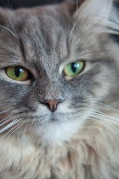 muzzle of gray striped fluffy cat. Siberian kitten with green eyes. Cute picture of animal.