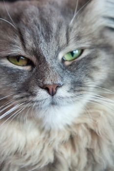 muzzle of gray striped fluffy cat. Siberian kitten with green eyes. Cute picture of animal.