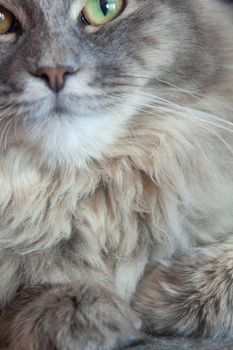 muzzle of gray striped fluffy cat. Siberian kitten with green eyes. Cute picture of animal.