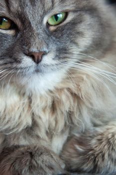 muzzle of gray striped fluffy cat. Siberian kitten with green eyes. Cute picture of animal.