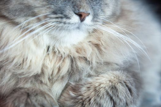 muzzle of gray striped fluffy cat. Siberian kitten with green eyes. Cute picture of animal.