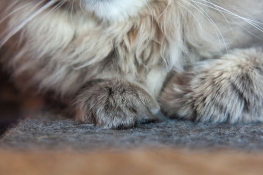 muzzle of gray striped fluffy cat. Siberian kitten with green eyes. Cute picture of animal.