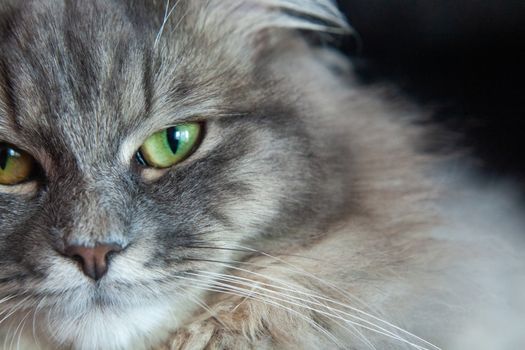 muzzle of gray striped fluffy cat. Siberian kitten with green eyes. Cute picture of animal.