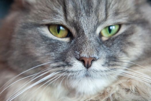 muzzle of gray striped fluffy cat. Siberian kitten with green eyes. Cute picture of animal.