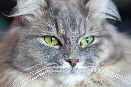 muzzle of gray striped fluffy cat. Siberian kitten with green eyes. Cute picture of animal.