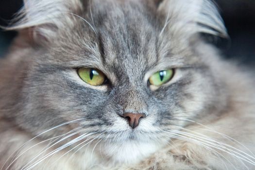 muzzle of gray striped fluffy cat. Siberian kitten with green eyes. Cute picture of animal.