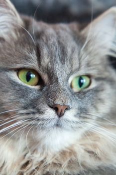 muzzle of gray striped fluffy cat. Siberian kitten with green eyes. Cute picture of animal.
