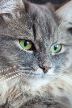 muzzle of gray striped fluffy cat. Siberian kitten with green eyes. Cute picture of animal.