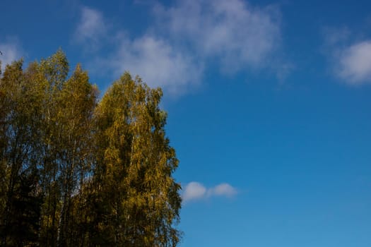 Yellow-green trees against a blue sky. Autumn concept. Autumn foliage. Golden birches in an autumn dress.